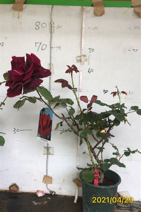 ドライフラワー バラ パパメイアン ５束 黒バラの銘花は甘く濃厚な香り インテリア 花材 ドライフラワー バラ 黒バラ インテリア 花