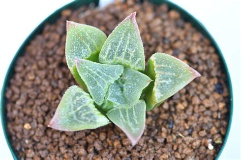 ハオルチア 土蜘蛛 ピグマエア 交配 交配種 ハオルシア Haworthia Pygmaea Hybrid 多肉植物 即決あり の落札情報詳細 ヤフオク落札価格情報 オークフリー スマートフォン版