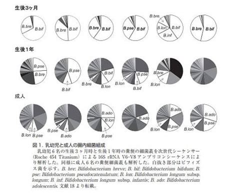 ヒト腸内細菌叢のダイナミズムとダイバーシティー