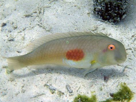 ヒノマルテンス（沖縄美ら海水族館）：Red Blotch razorfish …