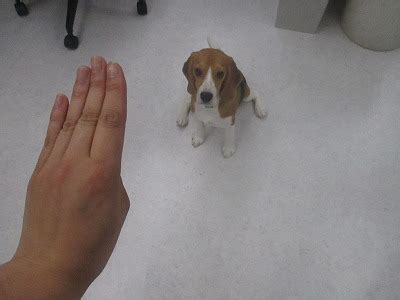 ブッチちゃんのしつけ ビーグル ２ 犬のしつけ成長日記doglyブログ1