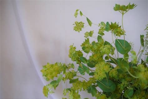 ブプレリウムの育て方 Lovegreen ラブグリーン
