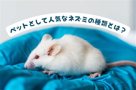 ペットとして人気のネズミの種類4つと飼い方 よく懐いて飼いやすいのはどれ 暮らし の