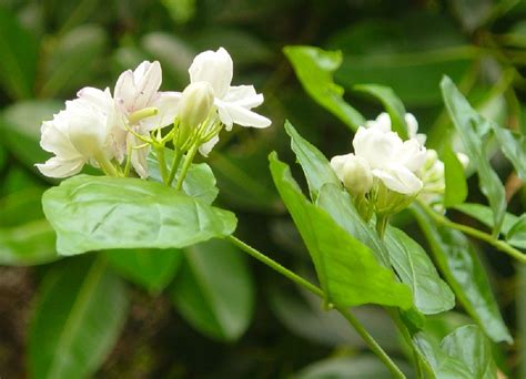 マツリカの花言葉 サンパギータの花言葉と意味が怖い フィリピンの花を贈る文化 サンパギータ花 フィリピン 国花 を紹介 海外アドレスホッパーdanの 自由人量産計画