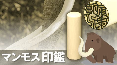 マンモスの値段と価格推移は 1 907件の売買情報を集計したマンモスの価格や価値の推移データを公開