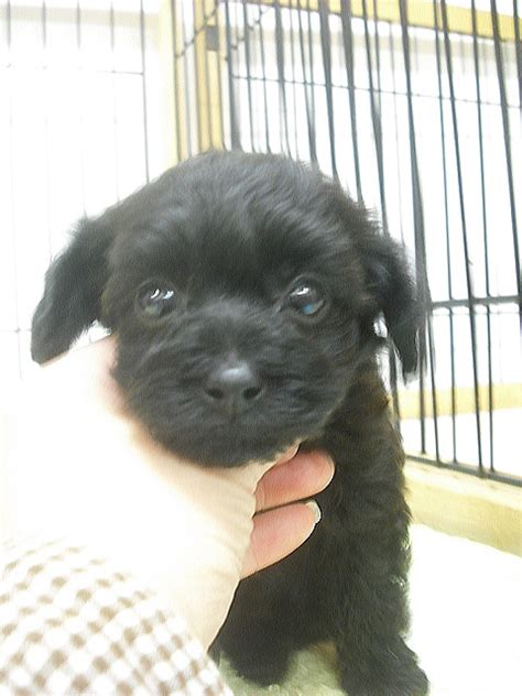 ミックス ハーフ犬 Aw026002 ブリーダーの子犬 子猫販売 Angelwan