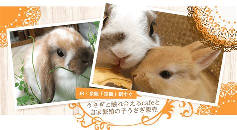 ミミラパン Mimi Lapin 京橋駅のうさぎカフェ うさぎのブリーダー直営店