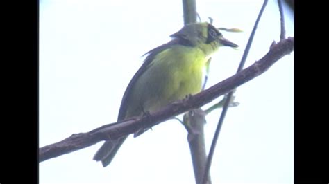 メグロ（1）日本固有種・留鳥（母島） - Bonin white-eye - Wild …