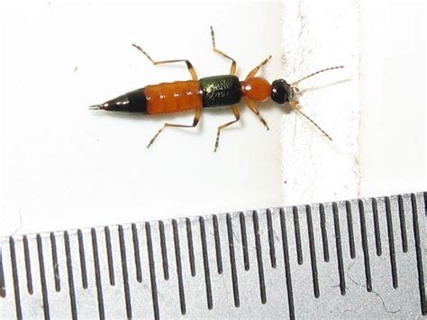 ヤケド虫の被害が出ています 福岡県福津市よしき皮膚科形成外科 アトピー性皮膚炎治療や尋常性乾癬治療等 美容脱毛等