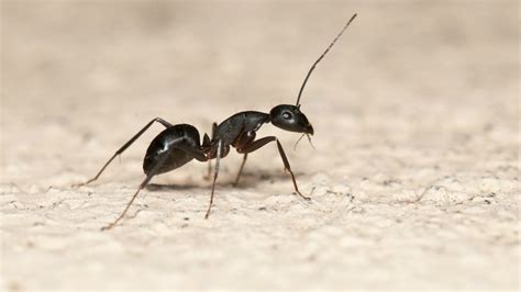 一只蚂蚁从高空飞行的飞机上掉了下来会怎样？
