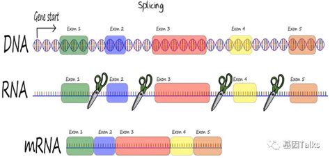 一叶知因丨基因科普之Intron ＆ Exon mRNA DNA 内含子 蛋白 ...