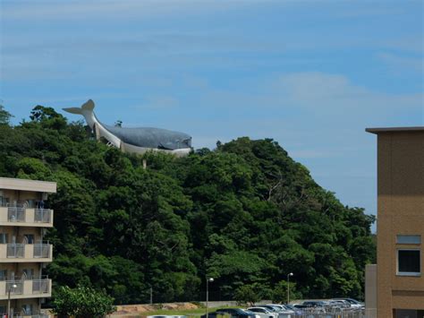 下関の山の上を泳ぐ “伝説のクジラ” !? 思わず二度見する珍百景