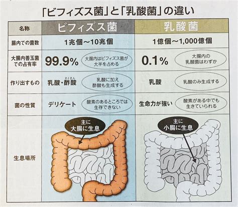 乳酸菌＆ビフィズス菌飲んだらすごいいい感じだ！ - 二階堂ドッ …