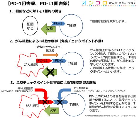 免疫チェックポイント阻害薬の正体─がんに効くしくみと治療 –