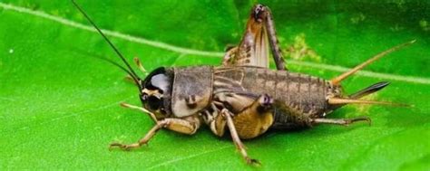 关于蟋蟀的知识