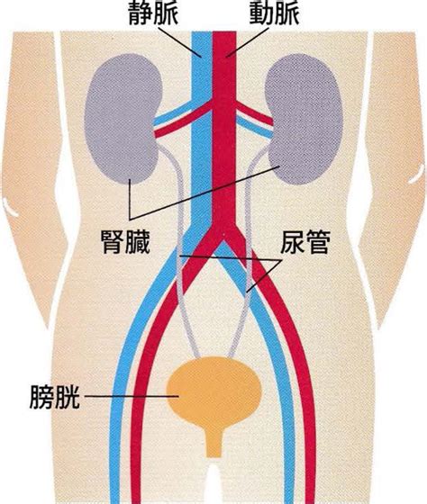 初心者のための腎臓の構造 - 日本郵便