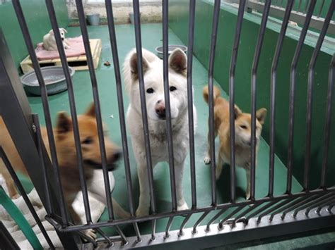 動物救援本部東日本大震災７億円義捐金の行方