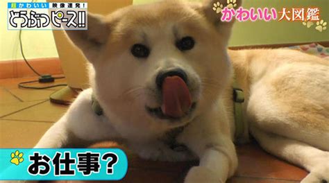 動画再生46万回突破 ローマを散歩する秋田犬から 隙間に顔がすっぽりはまる犬まで どうぶつピース テレ東プラス