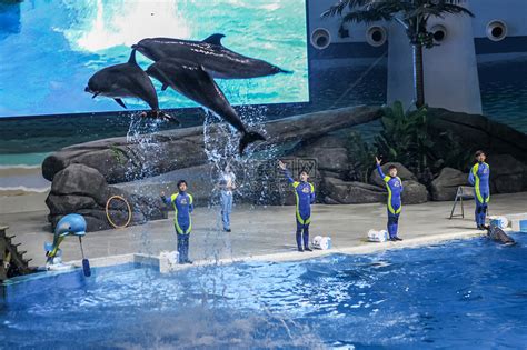 北京动物园海洋馆海豚表演