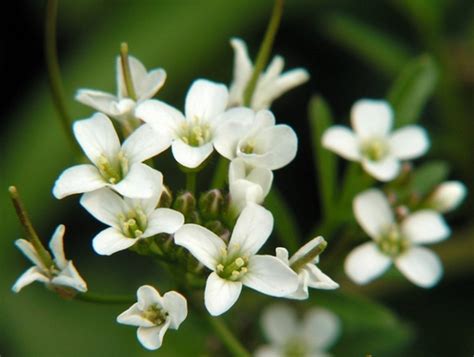 南芥属 - 维基百科，自由的百科全书