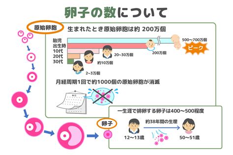 卵胞数と実際の採卵数について│【医師監修】ジネコ不妊治療情報