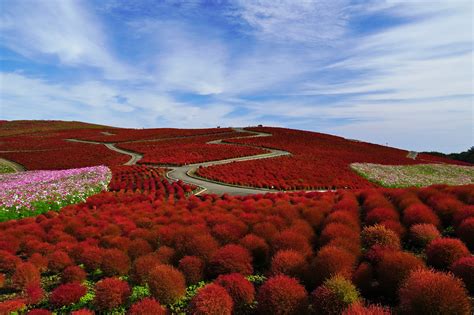 国営ひたち海浜公園 コキア の紅葉が見ごろに 10月上旬 下旬頃まで