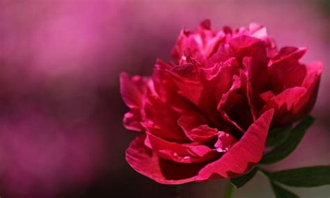 大きくきれいな牡丹の花を咲かせるために 牡丹の剪定はどうすれば 生活110番ニュース