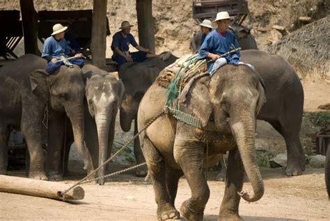 大象旅游网的官方网址是多少