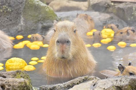 天秤座がカピバラさんじゃな 写真共有サイト フォト蔵