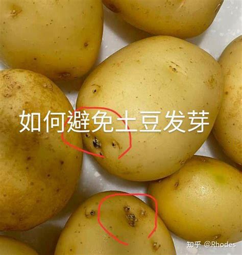 如何避免土豆发芽？