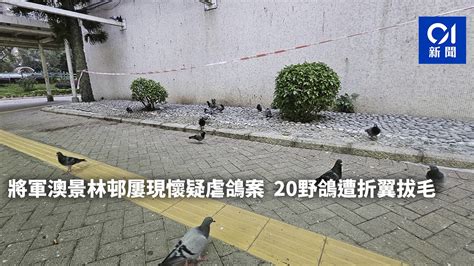 將軍澳景林邨屢現懷疑虐鴿案 20野鴿遭折翼拔毛 警去年曾拘一男｜01 …