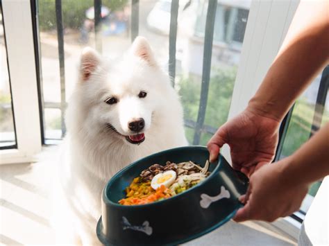 小狗能吃大狗的狗粮吗？