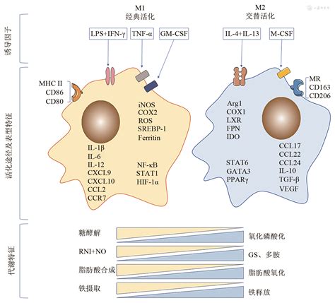 巨噬细胞极化及极化调控的研究进展