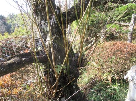 庭の古木の梅を剪定する 里山悠々録