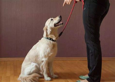 怎么才能训练狗狗听话
