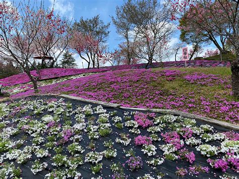 恵那峡の里にある「芝桜 花桃公園」では見頃を迎えた芝桜と花 …