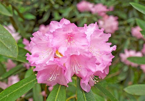 愛の概念 ハート形に成形紫のシャクナゲの花のイラストは白い背景上に分離 のイラスト素材 ベクタ Image