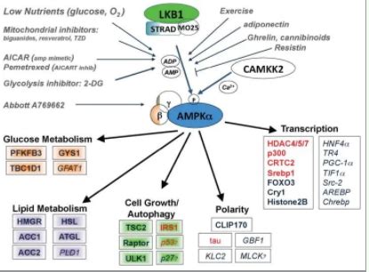 技术文 AMPK及其信号通路的功能 - 企业动态 - 丁香通