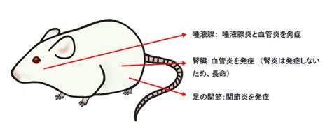 指定難病シェーグレン症候群のモデルマウスを開発 プレスリ …