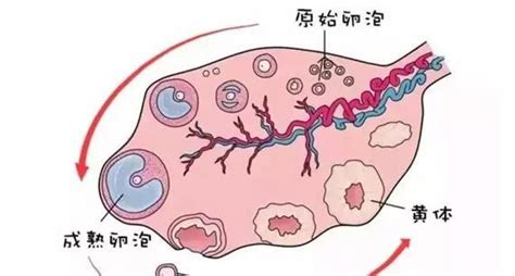 排卵的循环是什么？排卵的循环的各个阶段 ，排卵的循环有几个阶段？