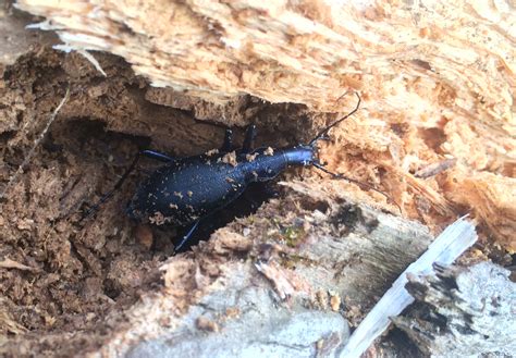 採集記 Takoの昆虫メモ