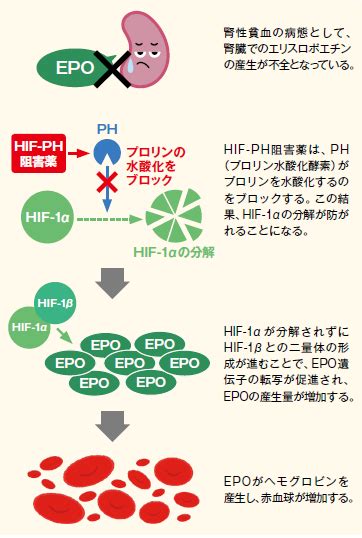 新薬エクスプレンション 経口腎性貧血治療剤（HIF-PH阻害剤） …