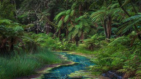 新西兰森林的特点是什么呢？