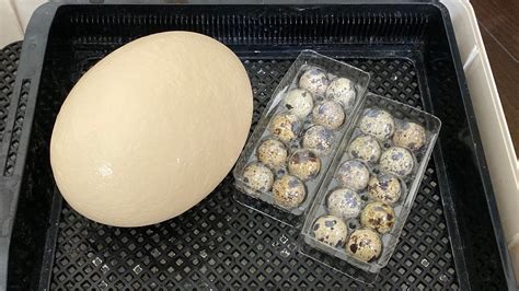 マイクラ 亀 の 卵 孵化 させる 方法