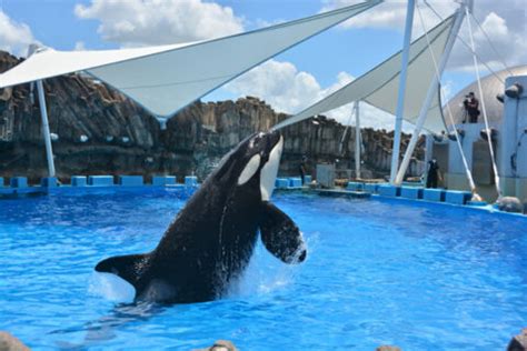 日本でシャチがいる水族館は2館！鴨川シーワールド＆名古屋港 …