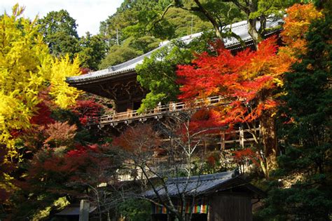 書寫山圓教寺の紅葉｜紅葉情報2024