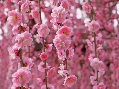 枝垂れ梅の習性を生かした基本の剪定方法