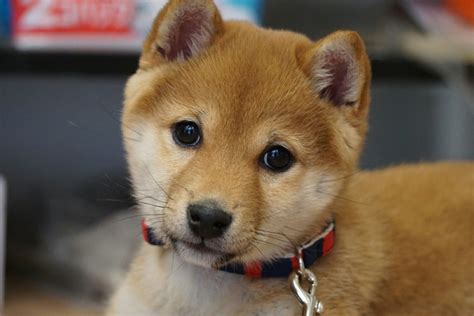 柴犬の画像2266点 完全無料画像検索のプリ画像 Bygmo