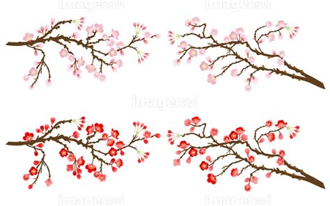 桜と梅の枝のイラスト素材 ベクタ Image