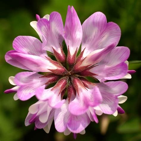 森に咲く房状レンゲ ソラマメ裂紫野の花 エンドウ豆のストックフォトや画像を多数ご用意 Istock
